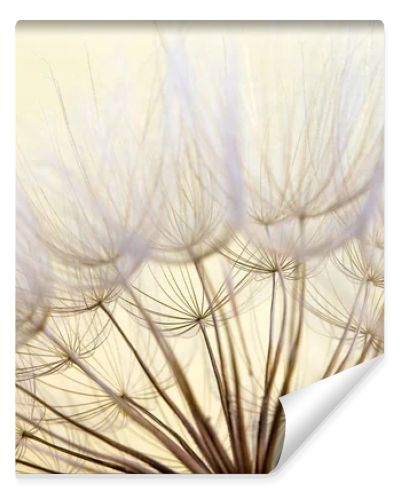 dandelion seed background. Seed macro closeup. Spring nature