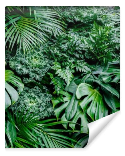 Tropical green leaves background, fern, palm and Monstera Deliciosa leaf on wall with dark green, floral jungle pattern concept background, close u