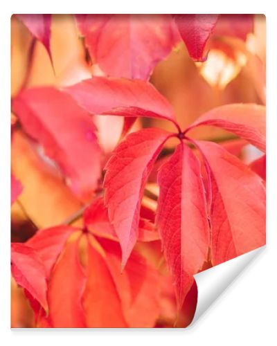 close up of beautiful autumnal plants with red leaves