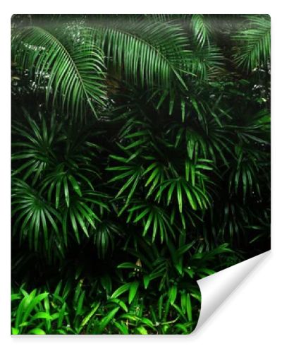 Vertical garden with tropical green leaf, contrast