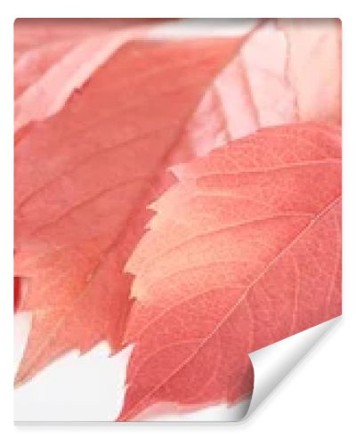 close up view of colorful autumn leaves of wild grapes on white background, panoramic shot