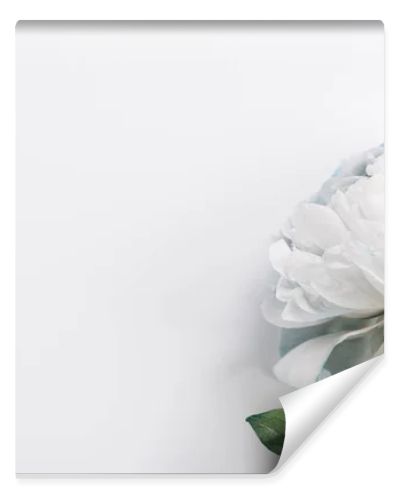 top view of blue and white peony with green leaves on white background