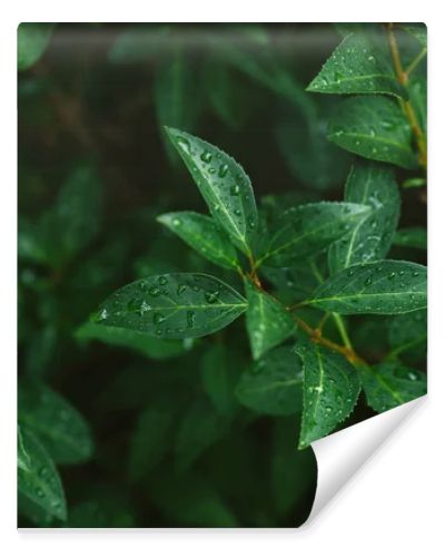 green leaves with water drops after rain