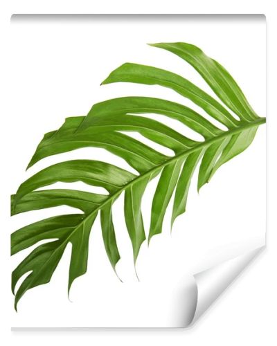 Monstera deliciosa leaf or Swiss cheese plant, Tropical foliage isolated on white background, with clipping path
