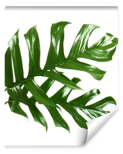 Monstera deliciosa leaf or Swiss cheese plant, Tropical foliage isolated on white background, with clipping path                               