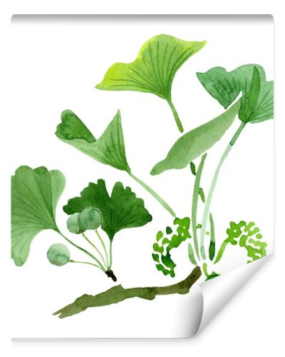 Green ginkgo biloba with leaves isolated on white. Watercolour ginkgo biloba drawing isolated illustration element.