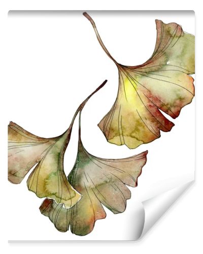 Green and yellow ginkgo biloba leaves isolated on white. Watercolor background illustration set. 