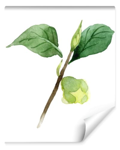 Camellia bud with green leaves isolated on white. Watercolor background set.