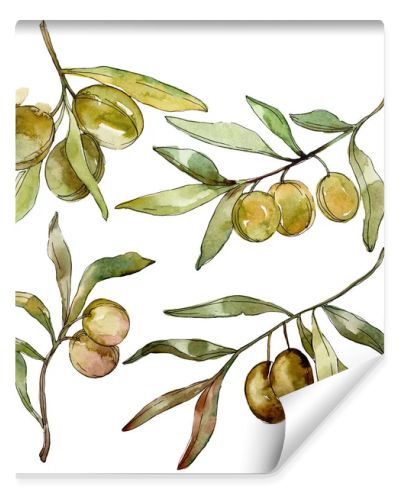 Green olives watercolor background. Watercolour drawing aquarelle. Green leaf isolated olives illustration element.