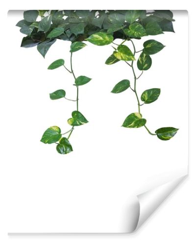 Heart shaped green yellow leaves of devil's ivy or golden pothos with hanging branches isolated on white background, clipping path included.