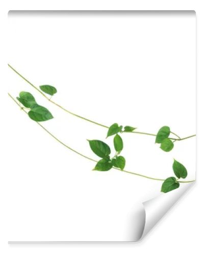 Jungle vines liana plant with heart shaped green leaves of Cowslip creeper (Telosma cordata), nature frame layout isolated on white background with clipping path.