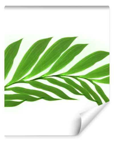 Close up of  green leaves on white