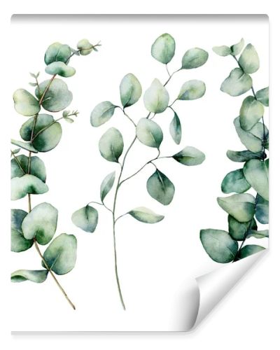 Watercolor silver dollar eucalyptus set. Hand painted baby, seeded and silver dollar eucalyptus branch isolated on white background. Floral illustration for design, print, fabric or background.