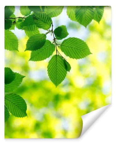 green leaves background in sunny day