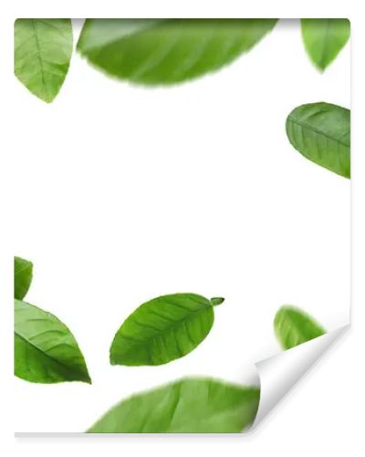 Green citrus leaves swirling in air against white background