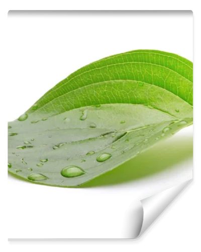 Green leaf with water drops