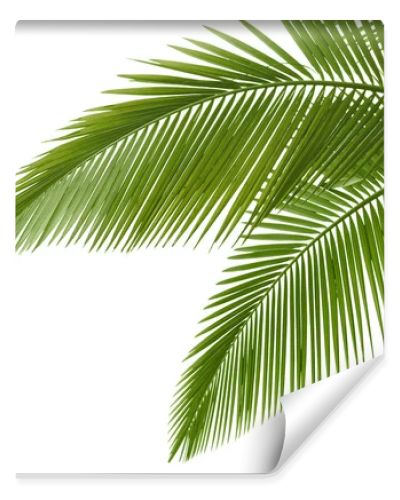 Palm leaves