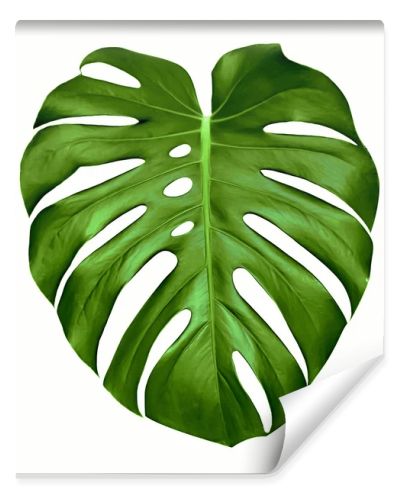 Monstera leaf.