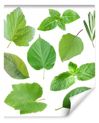 Collection of garden leaves