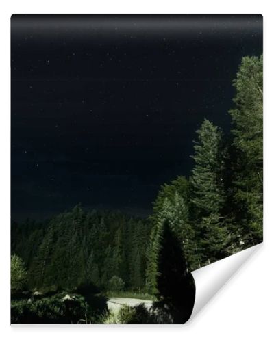 low angle view of green trees against night sky with shining stars 