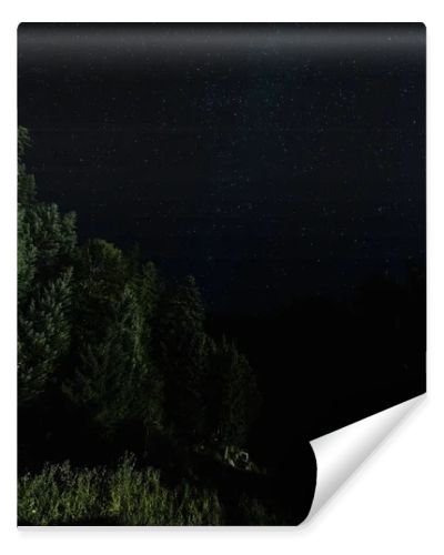 low angle view of trees against night sky with stars 