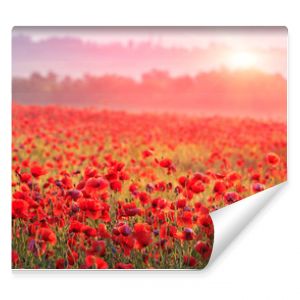 red poppy field in morning mist