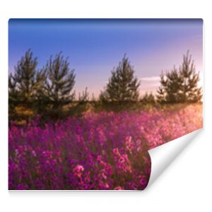 summer landscape with the blossoming meadow, sunrise.panorama  