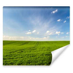 spring landscape panorama,green wheat field