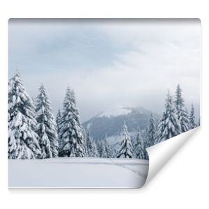 Fantastic winter landscape with snowy trees. Carpathian mountains, Ukraine, Europe. Christmas holiday concept