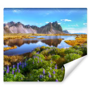 Beautiful sunny day and lupine flowers on Stokksnes cape in Iceland.