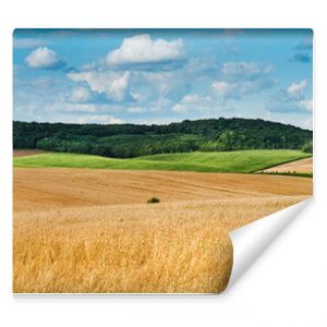 big panoramic view of landscape of wheat field, ears and yellow and green hills