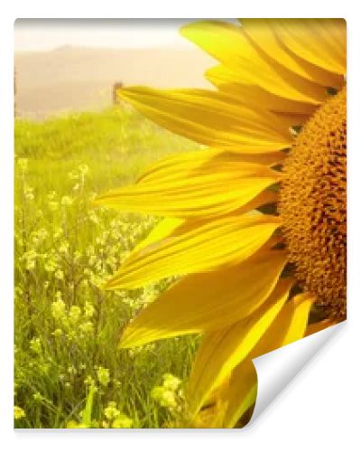 landscape with sunflowers in Tuscany, Italy