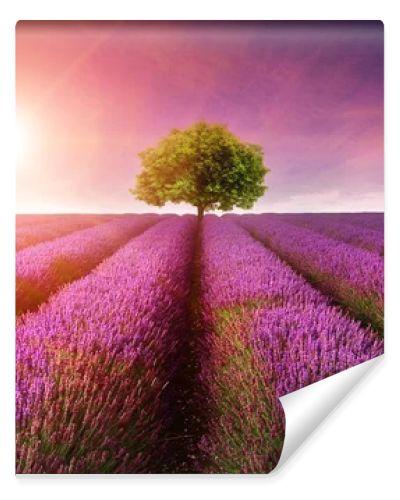 Stunning lavender field landscape Summer sunset with single tree