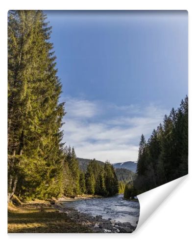 Landscape with tall spruce trees and mountain river 