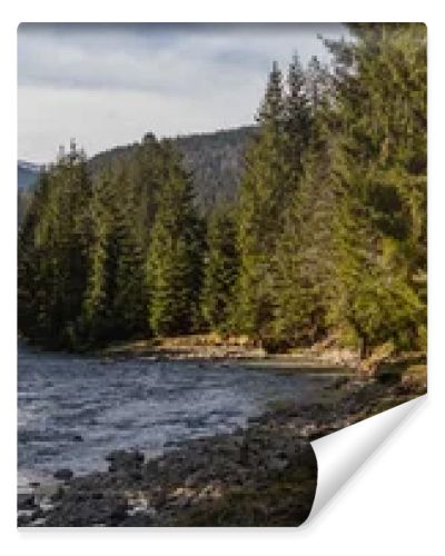 River and spruce forest with mountains at background, banner 