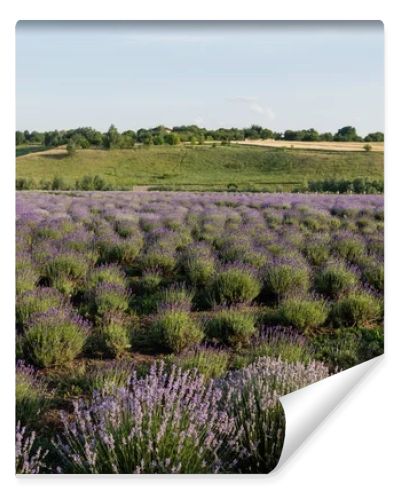 lavender flowers blooming in meadow on summer day