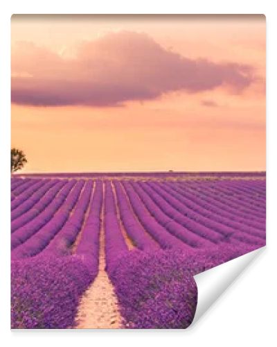 Wonderful nature landscape, amazing sunset scenery with blooming lavender flowers. Moody sky, pastel colors on bright landscape view. Floral panoramic meadow nature in lines with trees and horizon