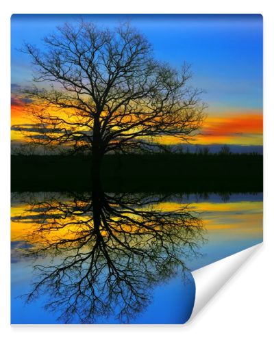 old tree near water