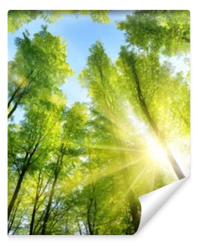 Enchanting sunshine on green treetops