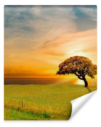 tree at sunset