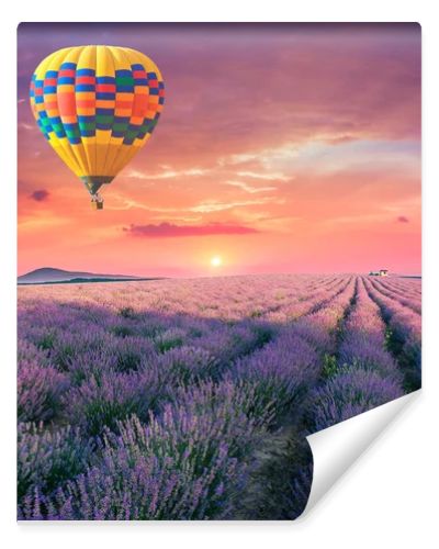 Lavender field summer sunset landscape near Valensole.Provence,France