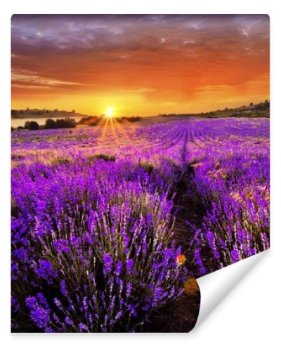 Beautiful landscape of lavender field with setting sun and orange sky