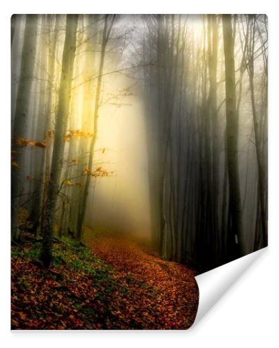 Mystical lights in the forest