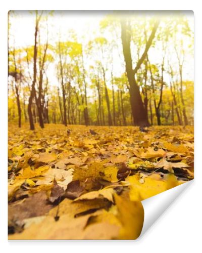 yellow fallen leaves