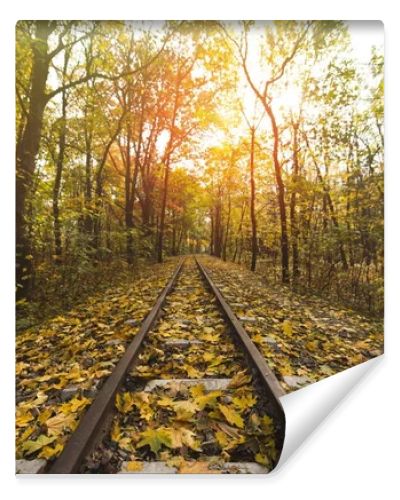 railroad in autumn forest