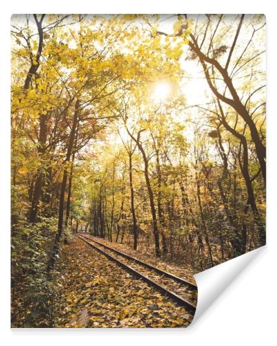 railroad in autumn forest