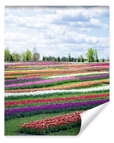 colorful tulips field with blue sky and clouds