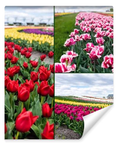 selective focus of colorful tulips field and house, collage