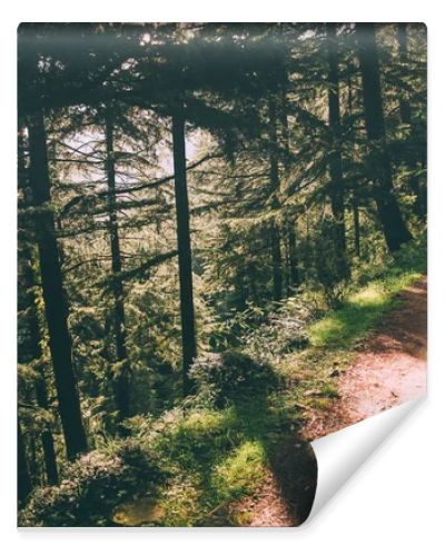 beautiful green trees and footpath in Indian Himalayas, Dharamsala, Baksu