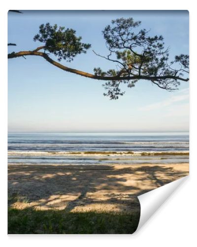 tree on coastline